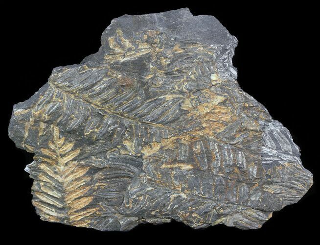 Wide Fossil Seed Fern Plate - Pennsylvania #53707
